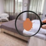 Protéger votre logement contre les punaises de lit